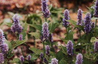 Healing Acres - Foto 45