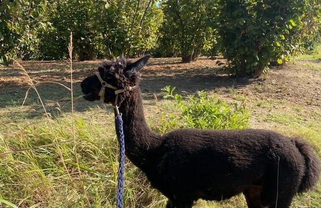 Resort Limax Acis - Foto 36