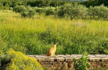 Villa Leopoldo by Istrian Country Houses - Photo 49
