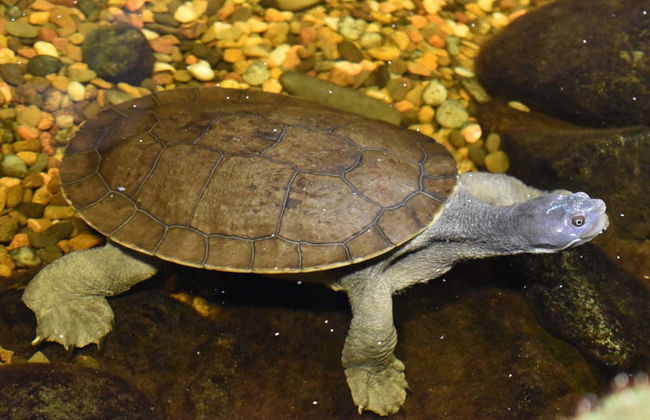 Entrada a SEA LIFE® Melbourne - Foto 5