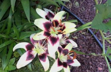 Red Rock Escape - Cozy King Bed Studio & Gardens, Trails, Views, Red Rock Pass - Foto 47