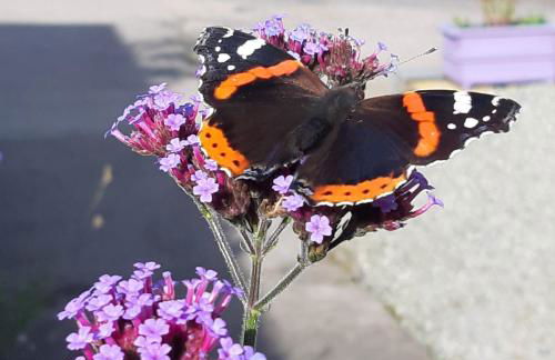 Off Grid 1-bed Cabin, Pets Ok, 20 Mins to Dunoon - Foto 42