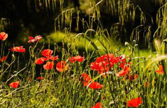 Fattoria San Donato - Foto 74