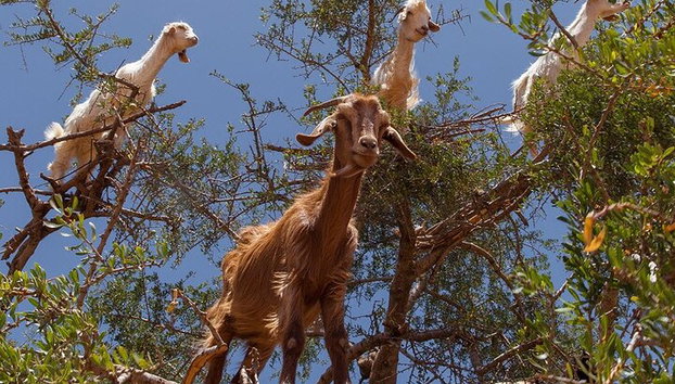 Excursión de 2 días al desierto de Zagora desde Agadir - Foto 2