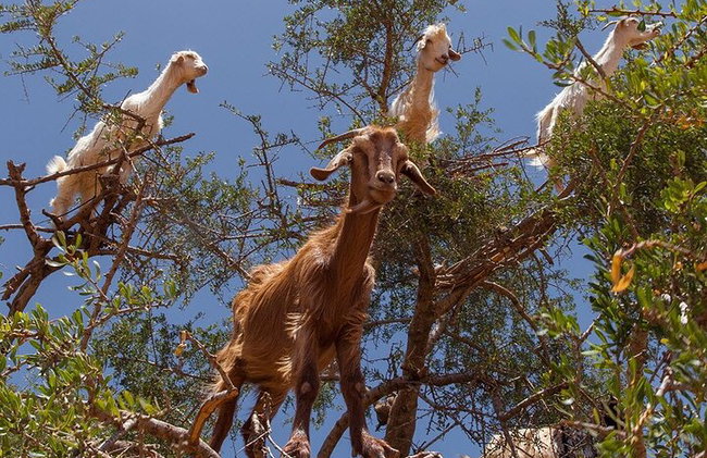 Excursión de 2 días al desierto de Zagora desde Agadir - Foto 2