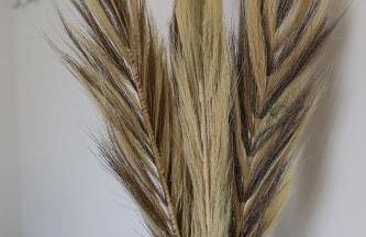 MAISONNETTE LOZARI 4 PERS PROCHE L'ILE ROUSSE - Foto 18