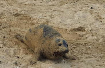 RACINES MARINES - Foto 23