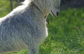 Gite Puydufou -5kms- La Séraphina, Chambretaud - Photo 10