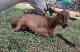 Agriturismo - La capra amaltea - Foto 40