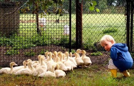 Bauernhof Diestel - Foto 12