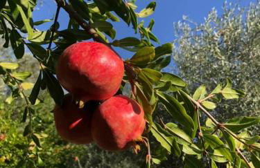 Alexandros Stone House - Foto 31