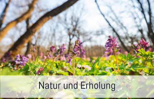 Fewo Herzgrün direkt an Wanderwegen mit traumhafter Aussicht Sauna E-Ladestation - Foto 25