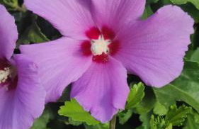 La Playa Del Sol Tropea - Foto 54