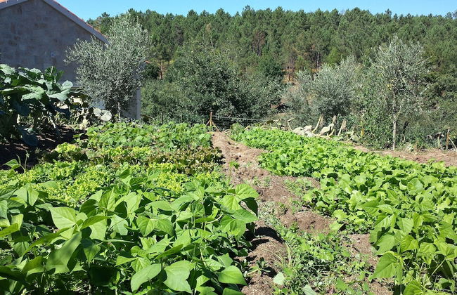 I Love Dão - Casas Da Fraga - Foto 48