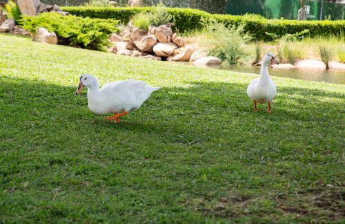 NG Collection gli Oleandri - Foto 53