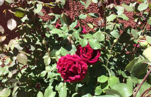 Apartamento Avenida - Foto 4