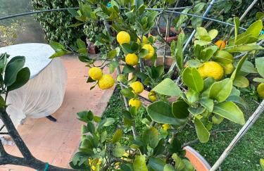 La Limonaia di Vanna - Foto 30