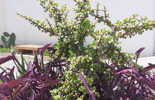 Michael's Greek House - Foto 19