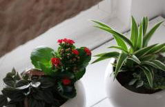 MI PUGLIA Casa vacanze - Foto 10