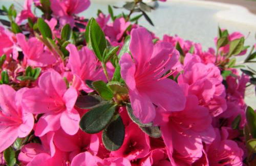 Agriturismo L'Acero Rosso - Foto 66