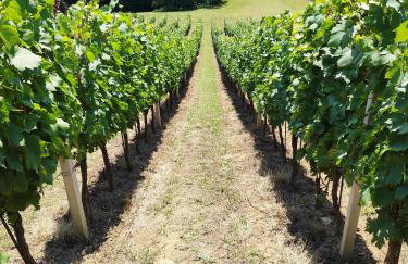 Kuća za odmor Sunce - Foto 42