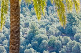 Hotel Apartaments Sa Tanqueta De Fornalutx - Adults Only - Foto 89