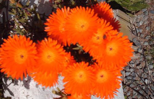 casa da Aldeia - Foto 30