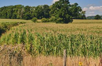 Curious Calf - Foto 9