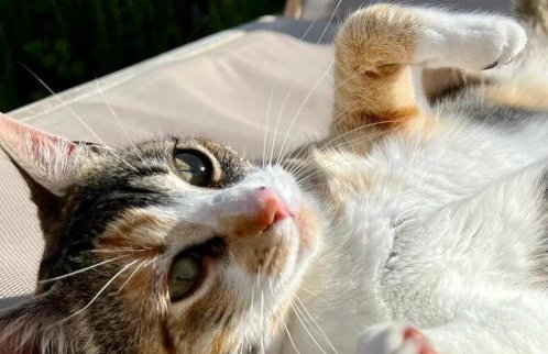 La colina buena - cosy casita for nature lovers - Foto 33