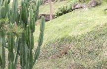 JARDIM REAL - Chalés para casais - Foto 4