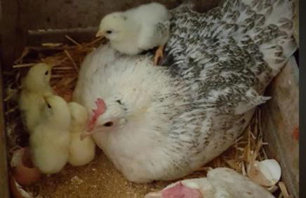 Agriturismo 7 Colonne - Foto 55