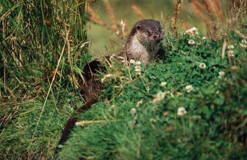 Castleford Cottage , Lowermill Estate - Photo 42