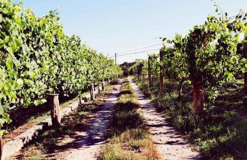 Quinta de Real - Foto 10