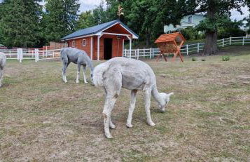 Agroturystyka Zielony Zakątek w Wiewiecku - Foto 25