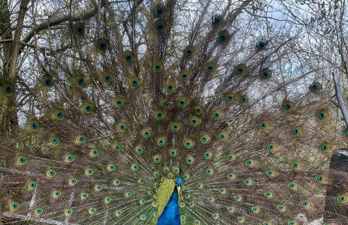 Agro na Wapniarni - Foto 8
