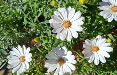 Agriturismo Settepassi Tuscany - Photo 68