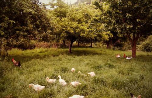 Agroturystyka u Babci - Photo 46