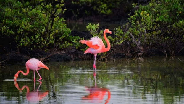 Spot the local flora and fauna along your ride