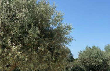 White Olive Villas - Foto 18