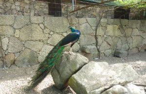 Quinta das Mineirinhas - Foto 25