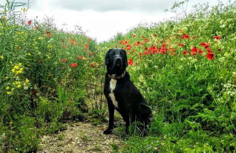 Stable Cottage - Foto 22