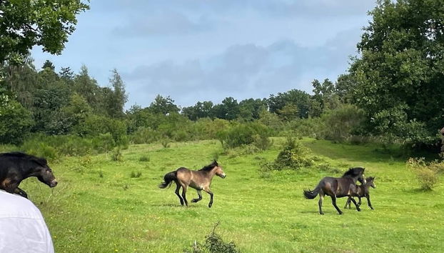Seaside Serenity at Fuglsovig-by Traum - Foto 5, Miscelánea