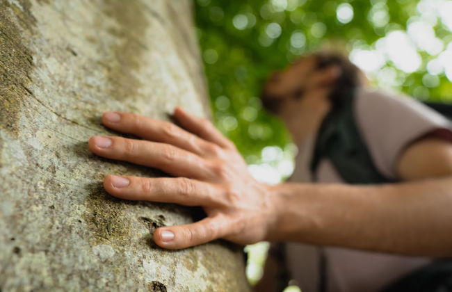 The Forest at Mount Congreve Gardens - Foto 36