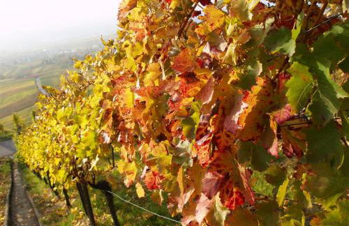 Gästehaus Steuer - Foto 10