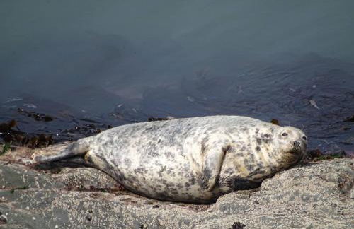 Long Linhay Mortehoe Woolacombe - Foto 24