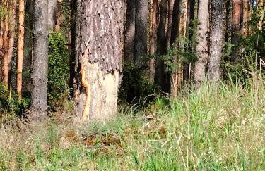 Leśna Chata kuracyjna nad rzeką z sauną w Borach Tucholskich - Foto 46