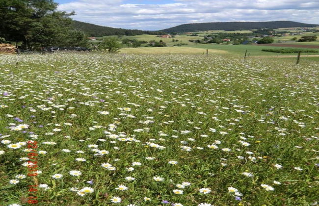 Charming Apartment, Harz Region - Foto 14