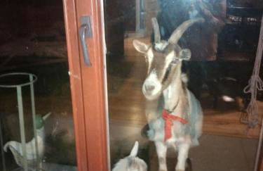 Domek nad jeziorem - Foto 2