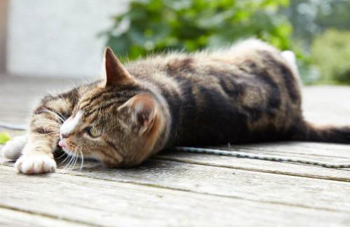 Reiterhof Zwei Linden - Foto 6