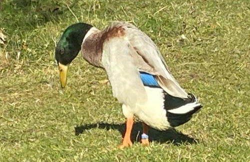 Waitzdorfer Landhaus Pieper - Foto 9